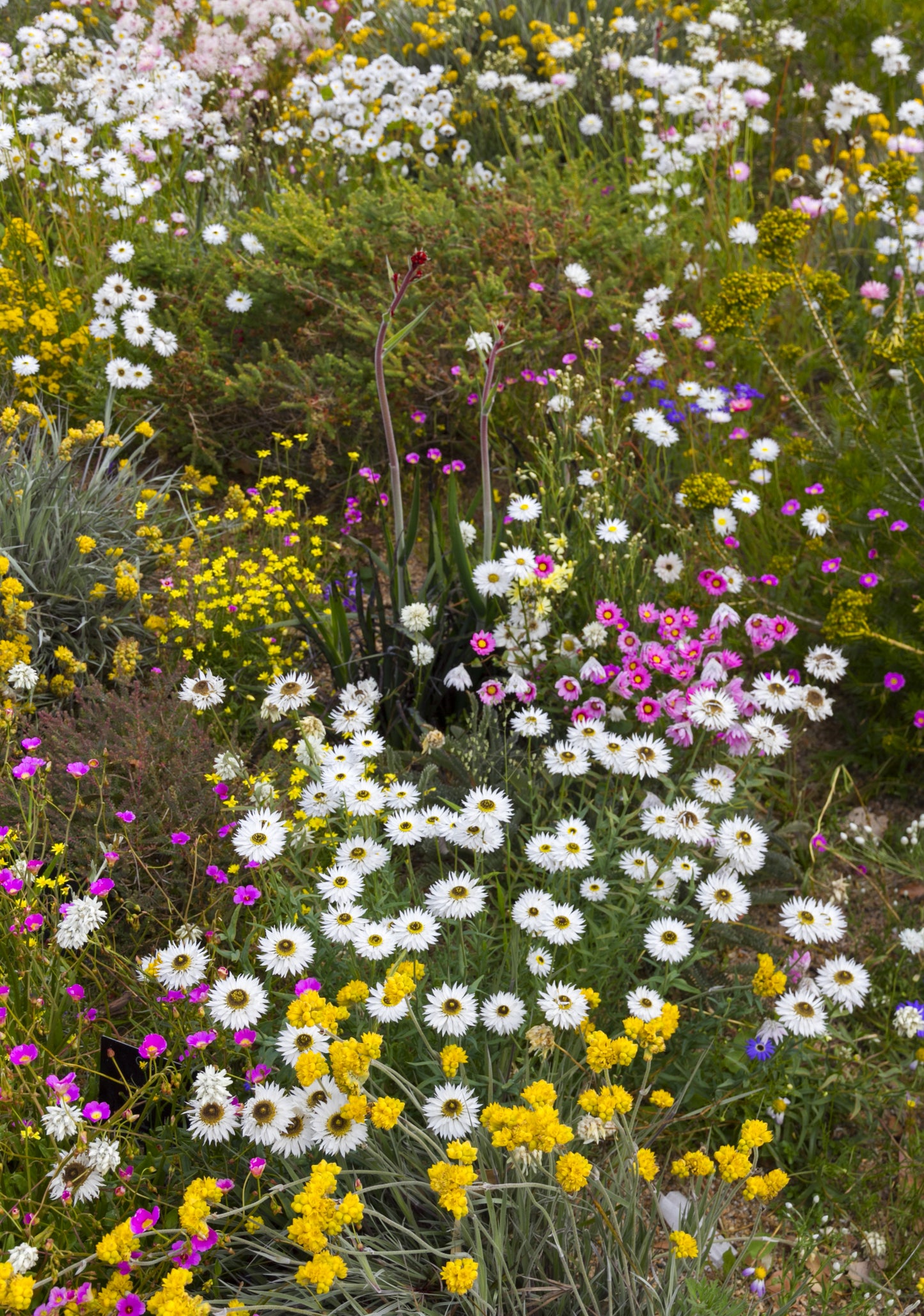 200 Mixed Colors SWAN RIVER DAISY Brachyscome Iberidifolia Flower Seeds