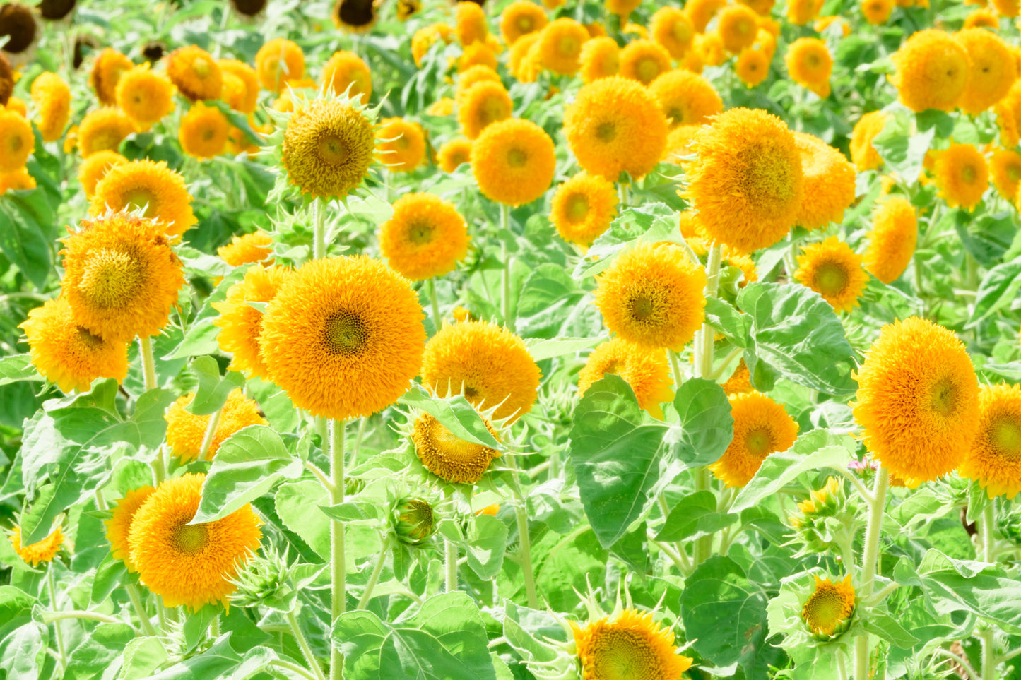 150 Double DWARF TEDDYBEAR SUNFLOWER Helianthus Annuus Yellow Flower Seeds