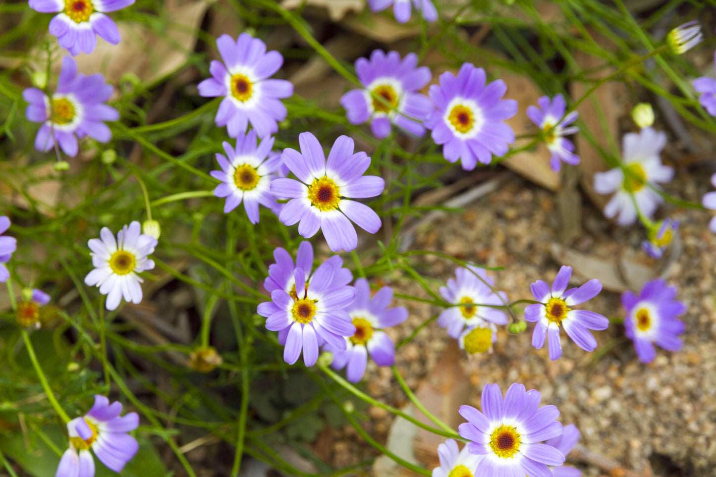200 Mixed Colors SWAN RIVER DAISY Brachyscome Iberidifolia Flower Seeds
