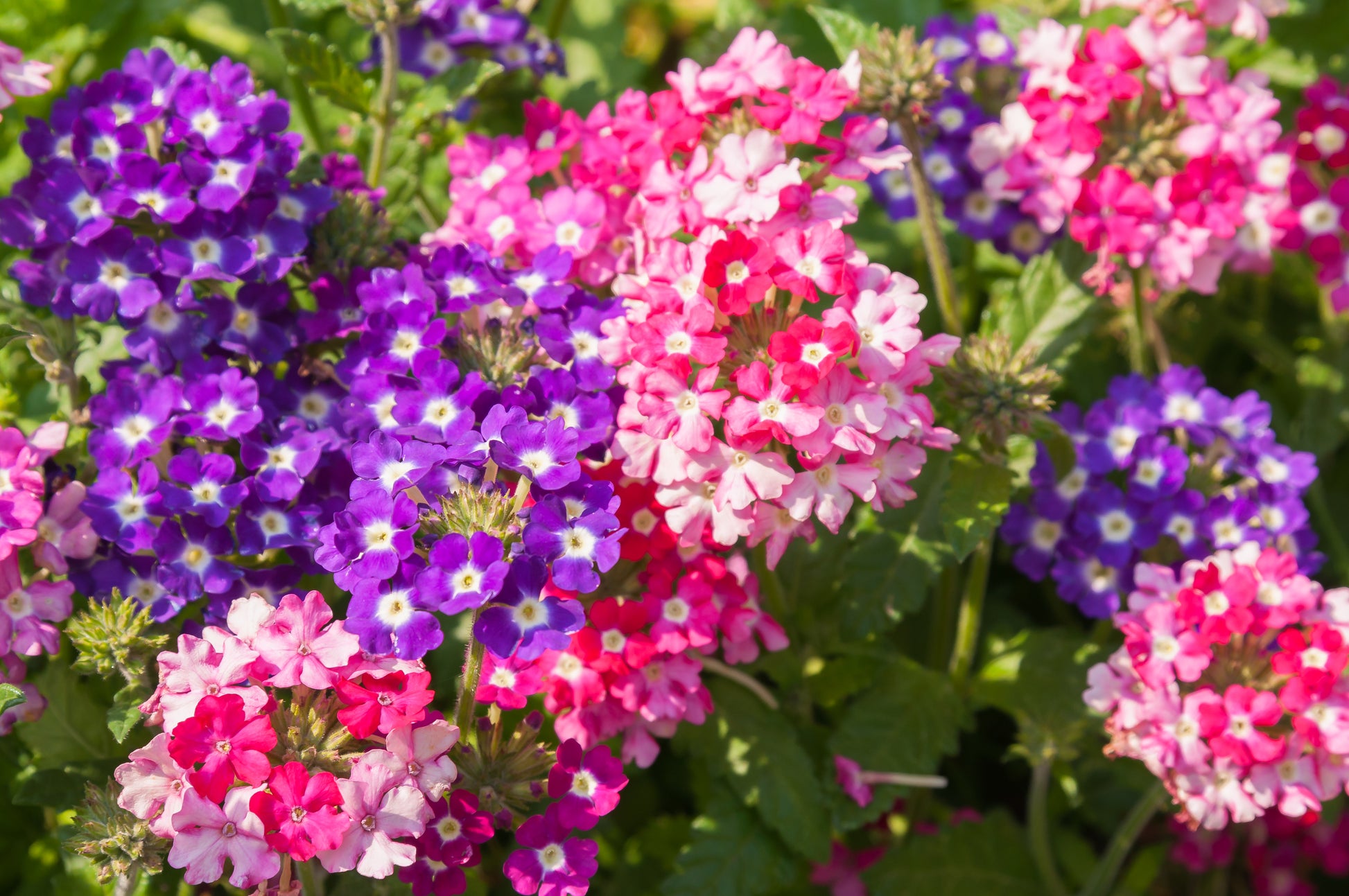 tall garden phlox seeds 10 TALL GARDEN PHLOX Paniculata Mixed Colors 'New Hybrids Mix' Flower Seeds