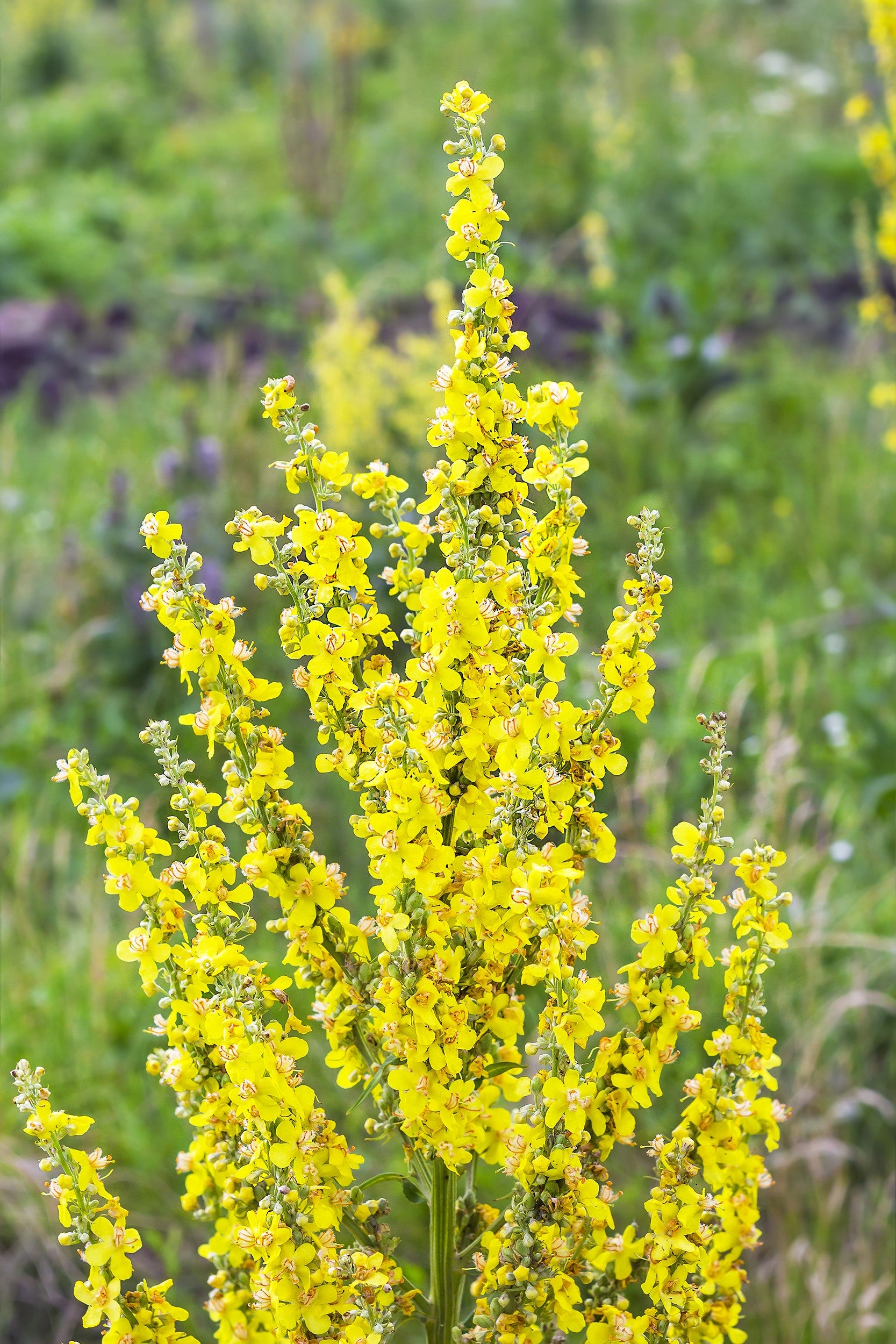 flower seeds that get you high 150 YELLOW VERBASCUM Thapsus Common Mullein Flower Herb Seeds