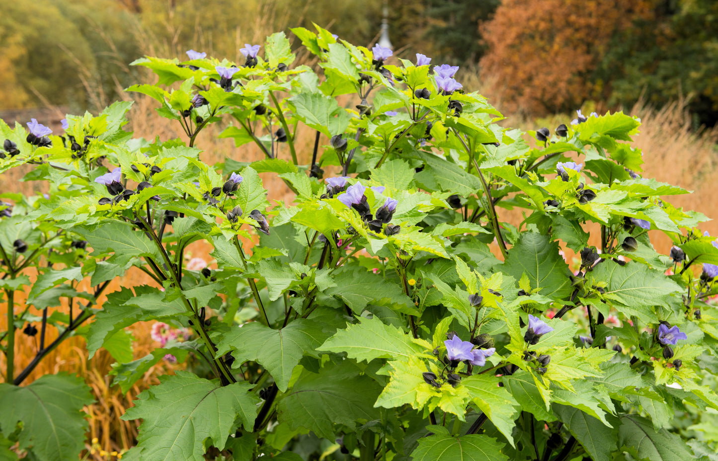 100 APPLE OF PERU Shoofly Plant Nicandra Physalodes Violet Blue Flower Seeds