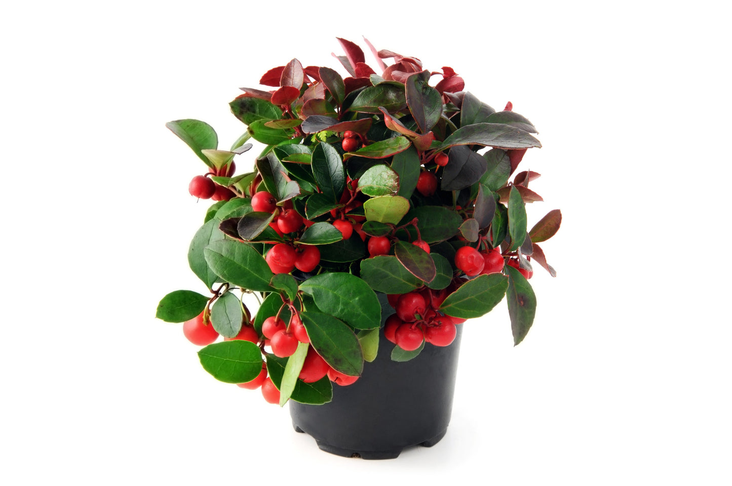 20 Creeping WINTERGREEN / TEABERRY Gaultheria Procumbens Evergreen Flower Seeds