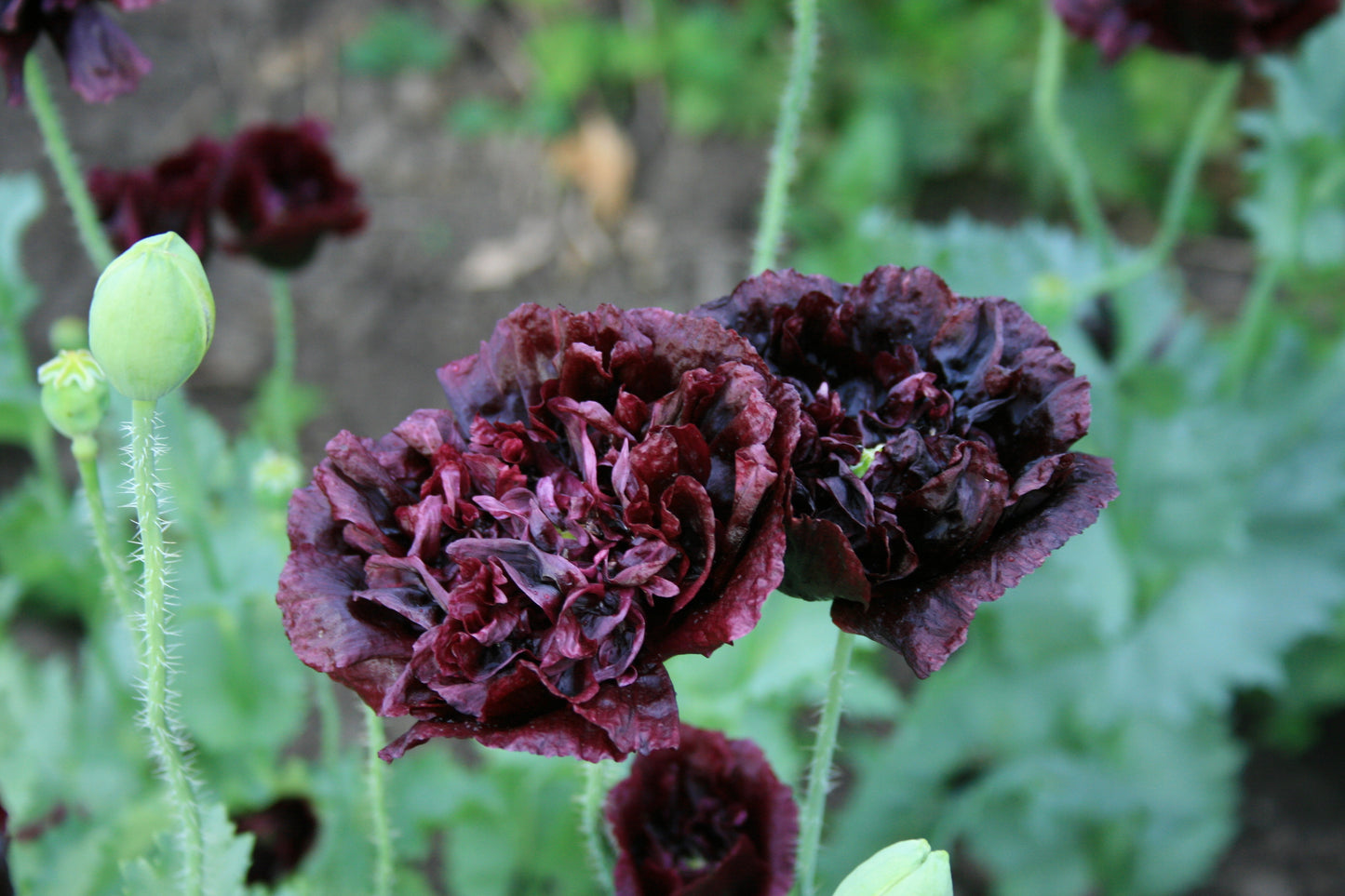250 BLACK PEONY POPPY Papaver Peoniflorum Flower Seeds