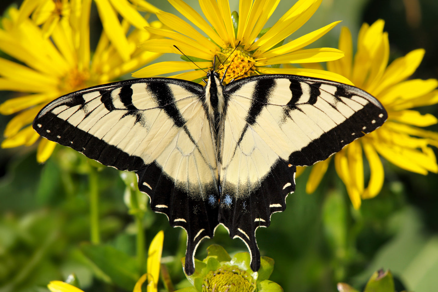 10 Yellow COMPASS PLANT Silphium Laciniatum Prairie Compassplant 4" Flower Seeds