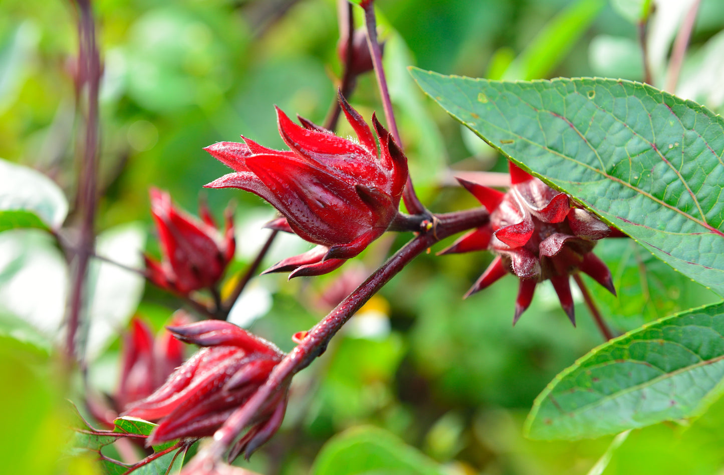 50 ROSELLE HIBISCUS Sabdariffa Rosella Fruit White & Red Flower Seeds