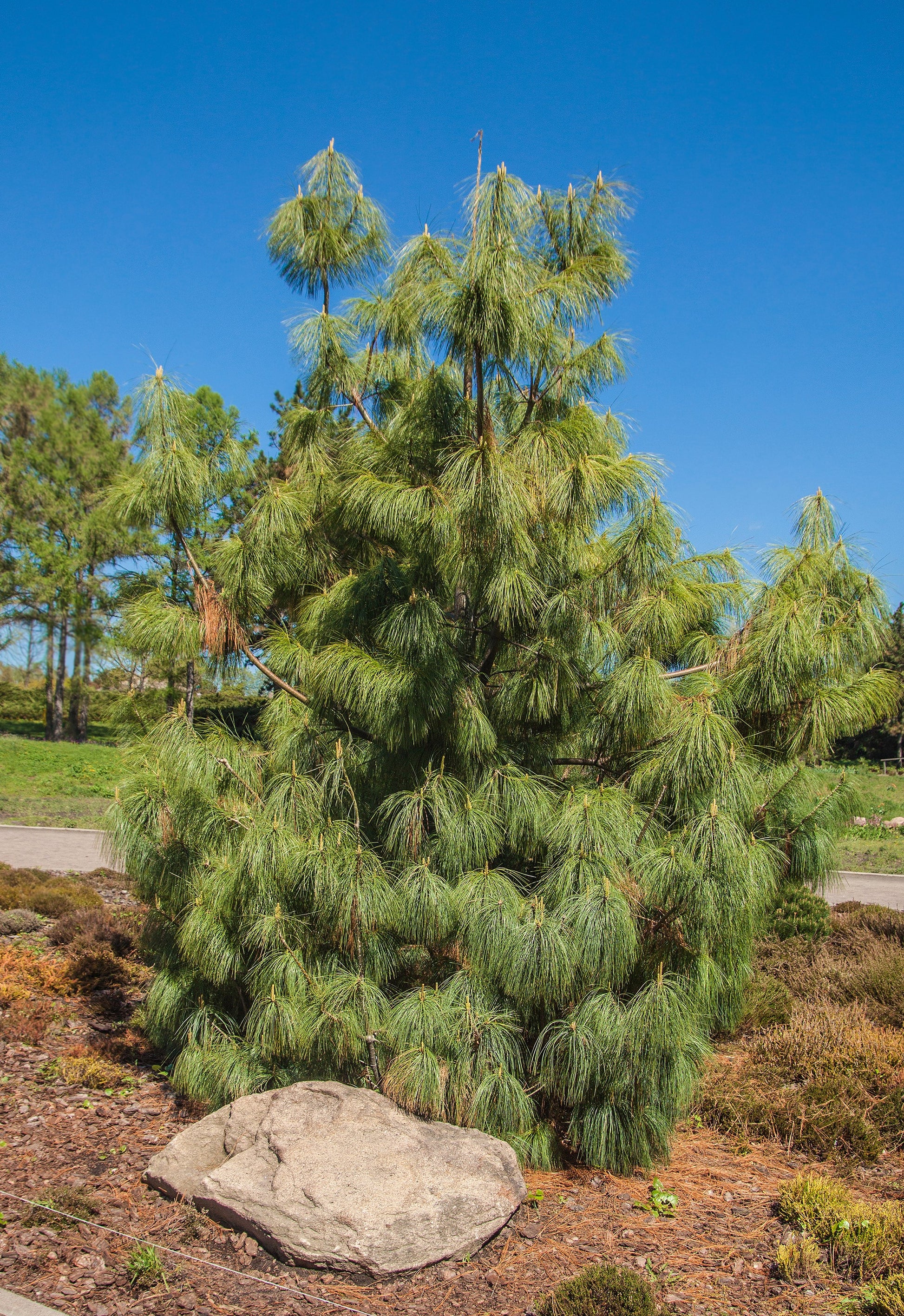 pine garden seeds 30 Mexican WEEPING PINE TREE Evergreen Pinus Patula Seeds – Seedville USA