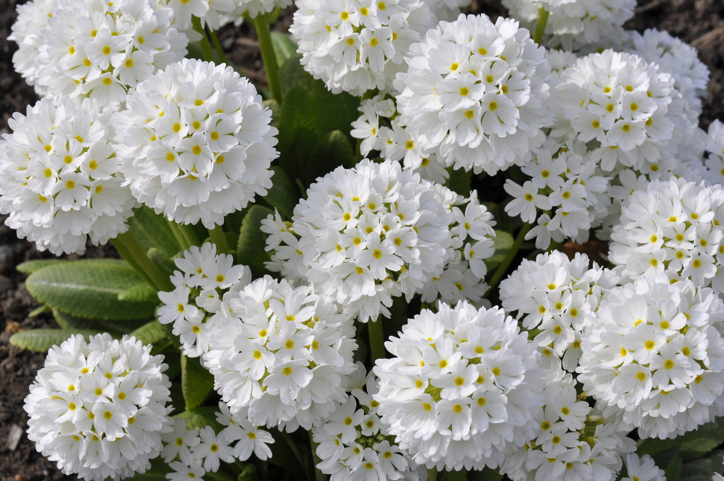 30 DRUMSTICK PRIMROSE MIX Primula Denticulata Mixed Colors Himalayan Moist Flower Seeds