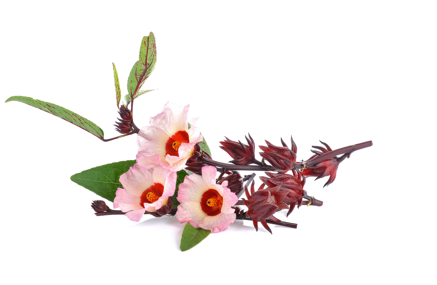 50 ROSELLE HIBISCUS Sabdariffa Rosella Fruit White & Red Flower Seeds