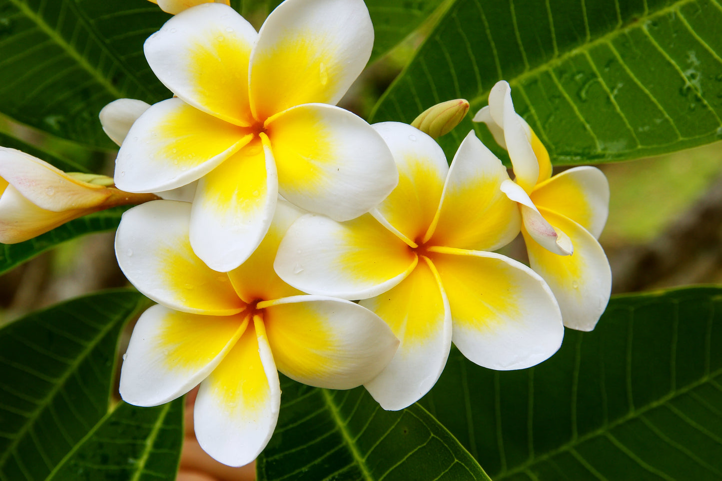 10 MIXED COLORS PLUMERIA Seeds - Lei Flower Frangipani Mix Fragrant Shrub Small Tree Pink Red Yellow White Peach Two Tone