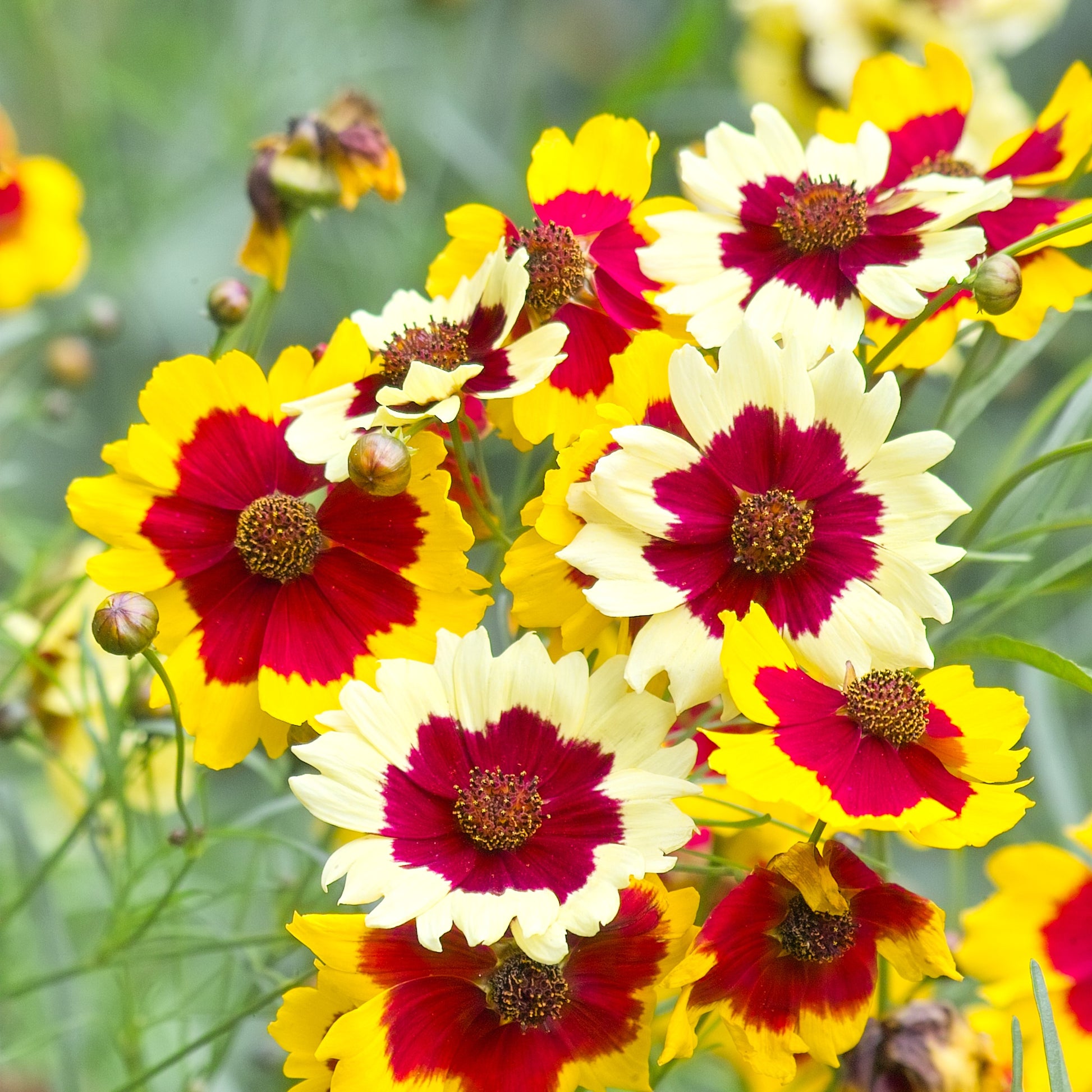 tick seed flower 30 INCREDIBLE SWIRL COREOPSIS White & Burgundy Red Tickseed Flower See – Seedville USA