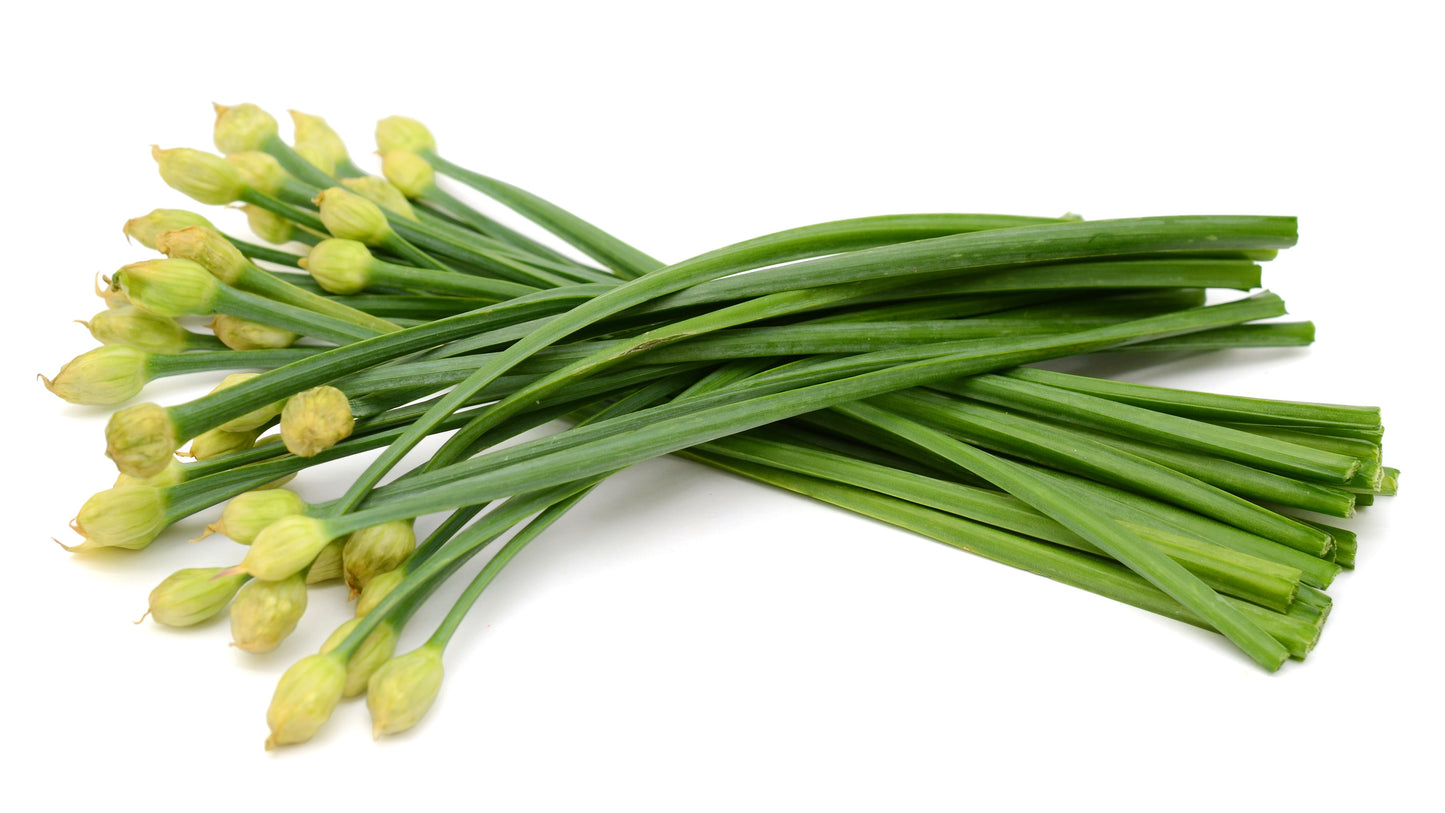 500 CHINESE LEEK (Oriental Garlic / Garlic Chives / Chinese Chives / Flat Chives) Allium Tuberosum Vegetable Seeds