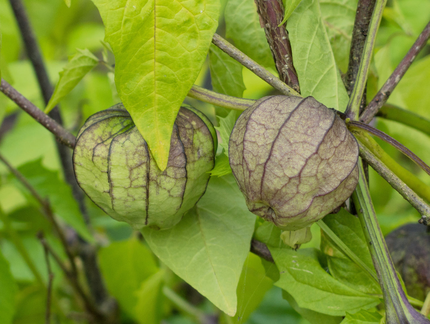 50 PURPLE TOMATILLO Husk Tomato Physalis Ixocarpa Fruit Vegetable Seeds