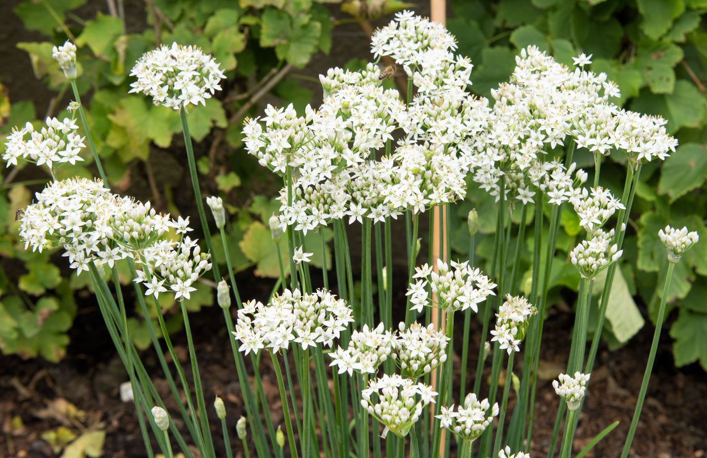 250 GARLIC CHIVE Allium Tuberosum Vegetable Seeds