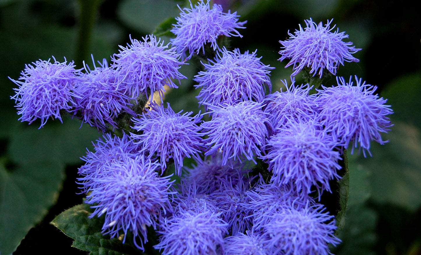 100 Dwarf BLUE MINK AGERATUM Houstonianum Fuzzy Double West Indies Flower Seeds