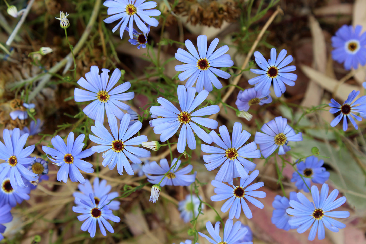 200 Mixed Colors SWAN RIVER DAISY Brachyscome Iberidifolia Flower Seeds