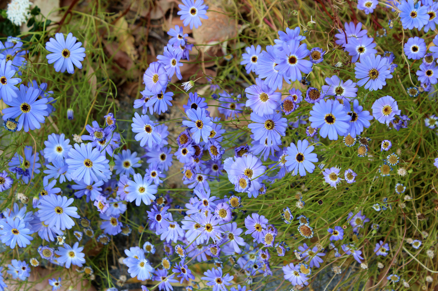 200 Mixed Colors SWAN RIVER DAISY Brachyscome Iberidifolia Flower Seeds