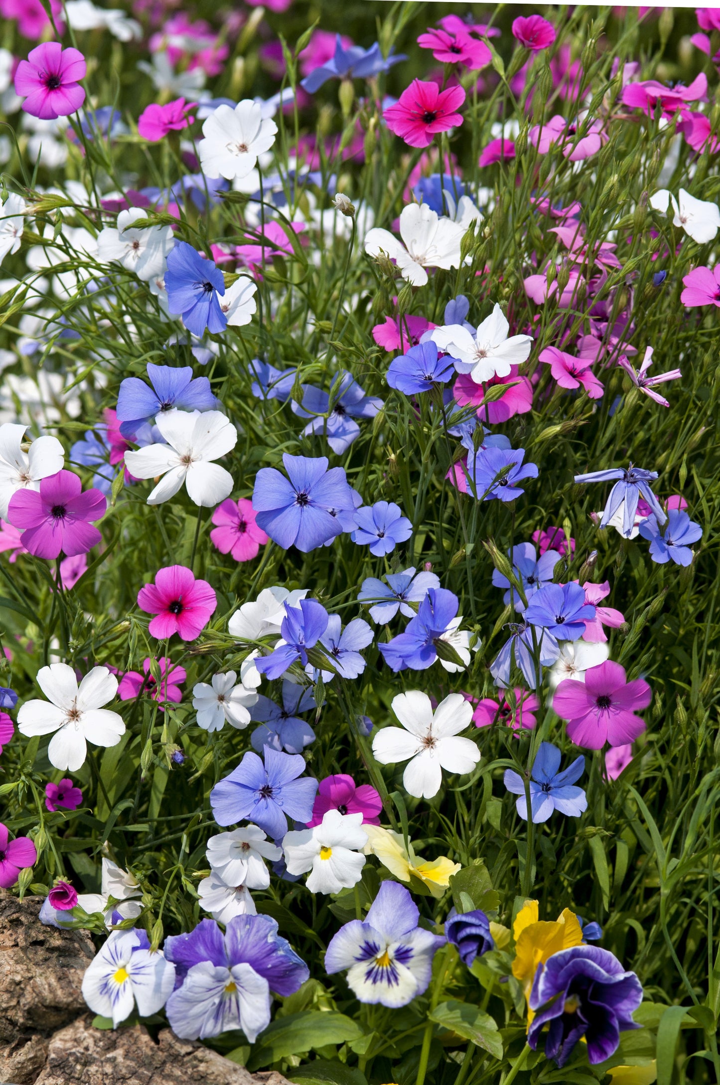 500 Oculata MIXED COLORS VISCARIA (Rose of Heaven / Rose Angel) Silene Coeli-Rosa Flower Seeds