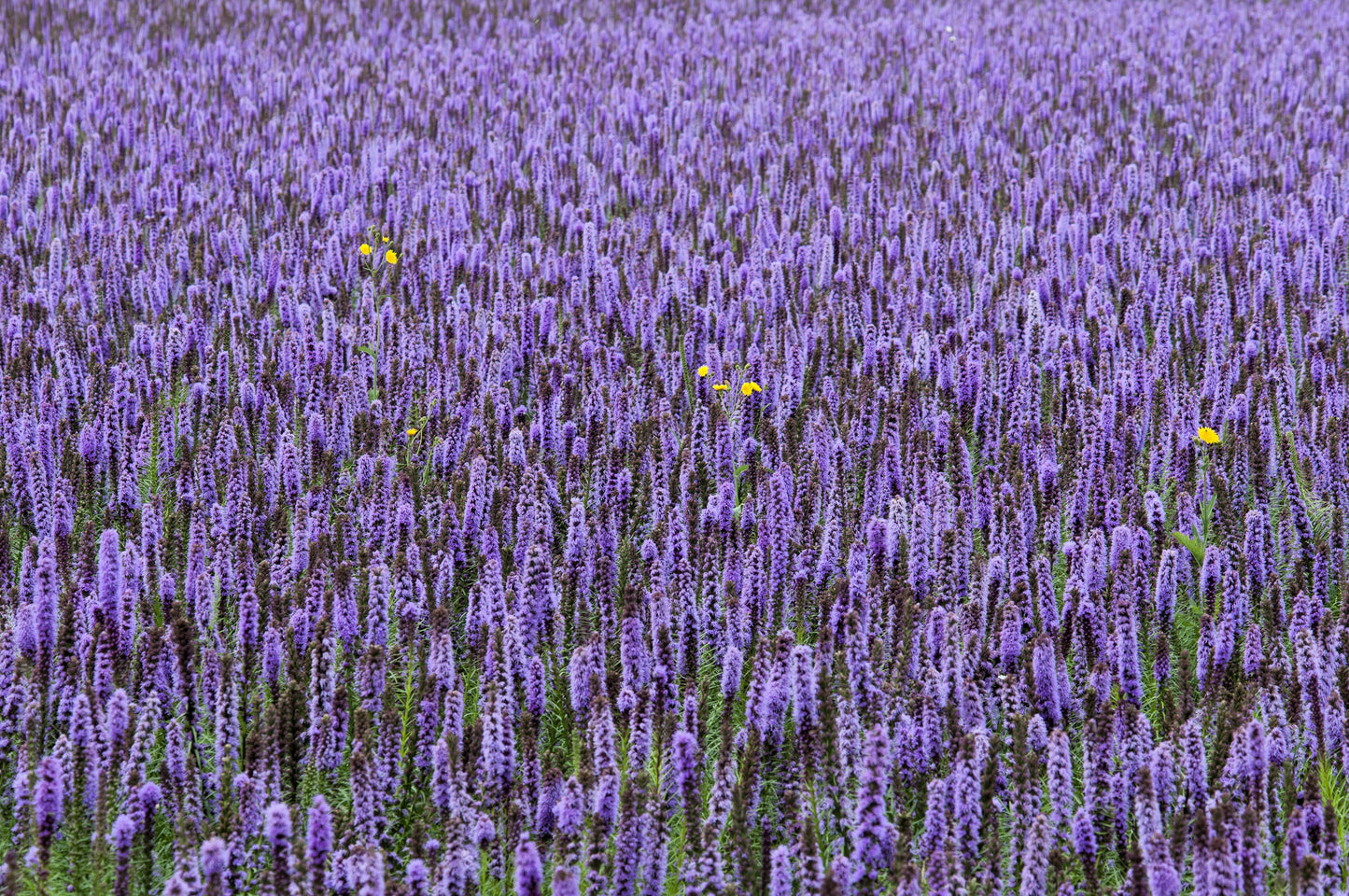 500 PURPLE ANISE HYSSOP (Licorice Mint / Blue Giant) Agastache Foeniculum Herb Flower Seeds