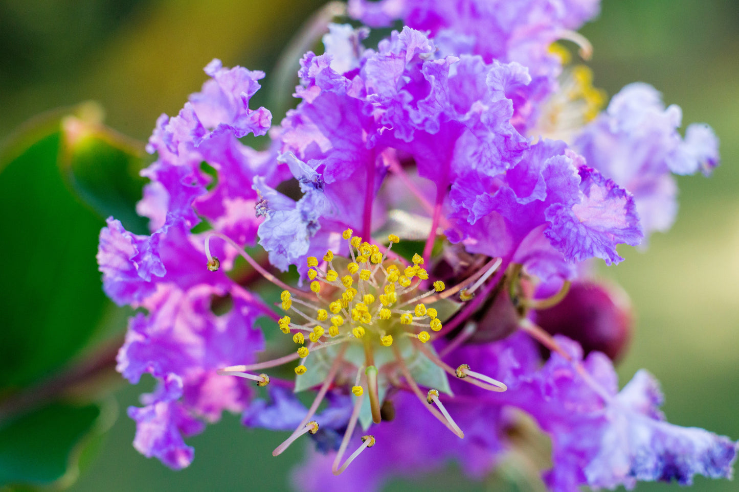 35 LILAC Light Purple CREPE MYRTLE Lagerstroemia Indica Flowering Shrub Bush Small Tree Seeds