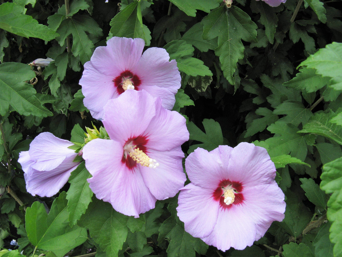 50 Mixed Colors ROSE Of SHARON HIBISCUS Syriacus Flower Tree Bush Seeds Mix