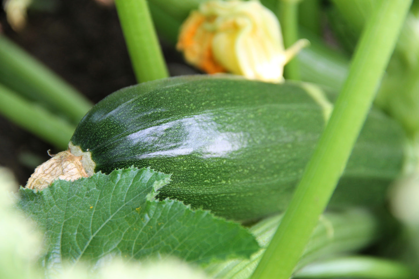 50 BLACK BEAUTY ZUCCHINI Summer Squash Cucurbita Pepo Vegetable Seeds