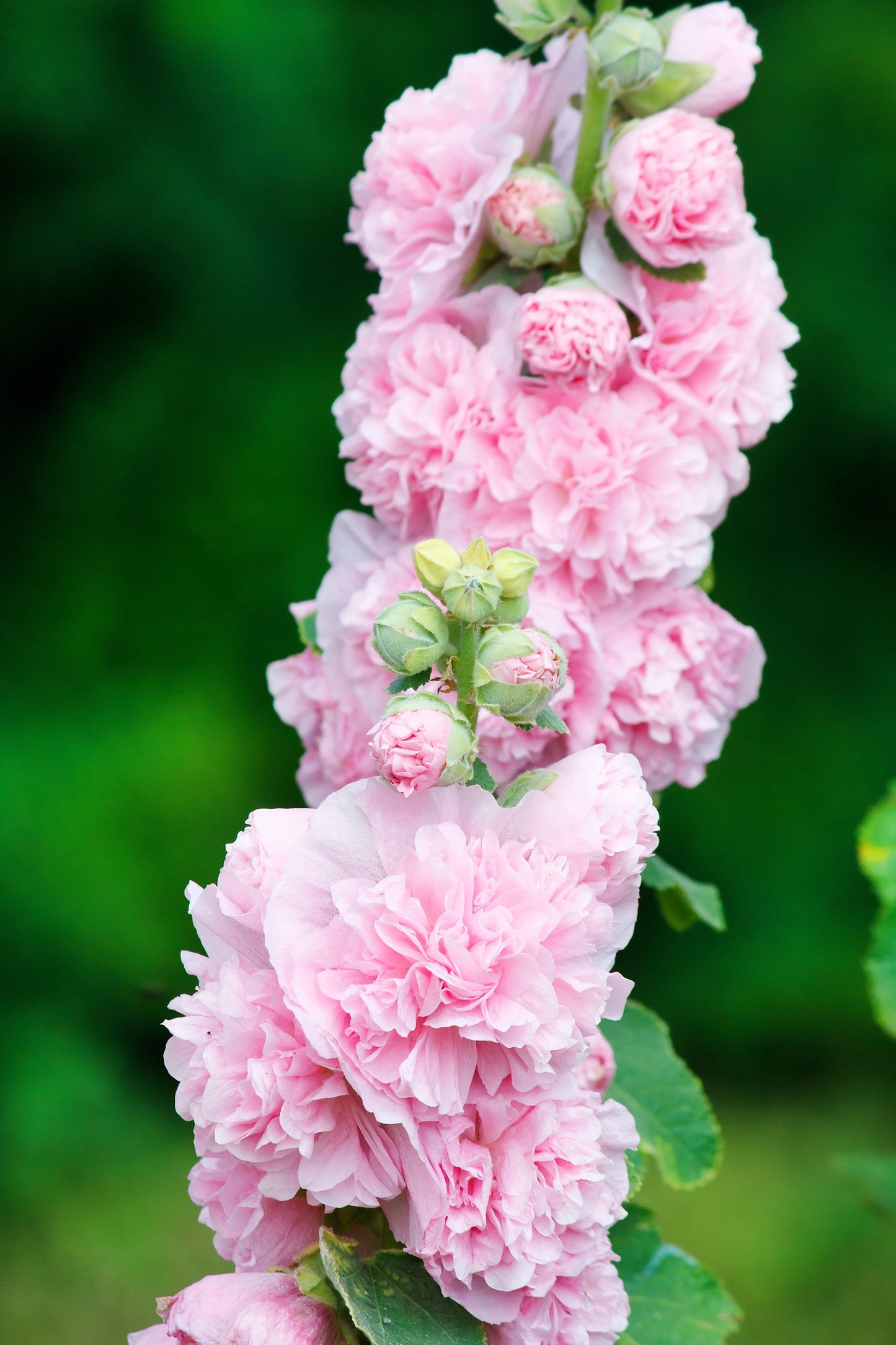 50 Dwarf Double HOLLYHOCK MAJORETTE MIX Alcea Rosea Red Pink White Maroon Yellow Mixed Color Flower Seeds