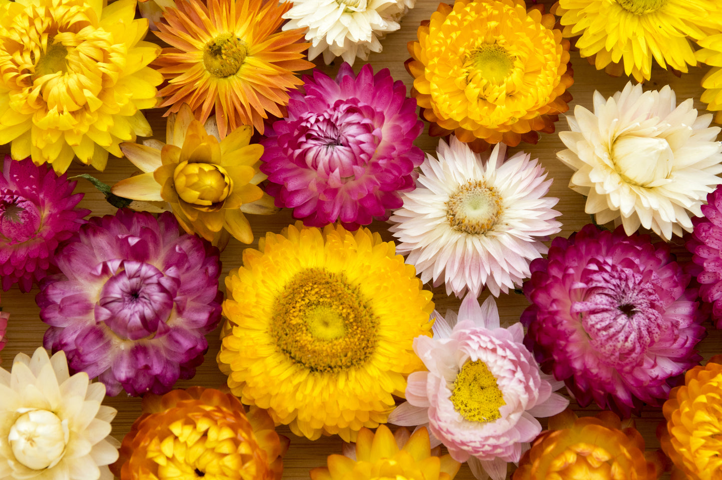 100 TALL Double MIXED Colors STRAWFLOWER Xerochrysum Bracteatum Helichrysum Monstrosum Flower Seeds