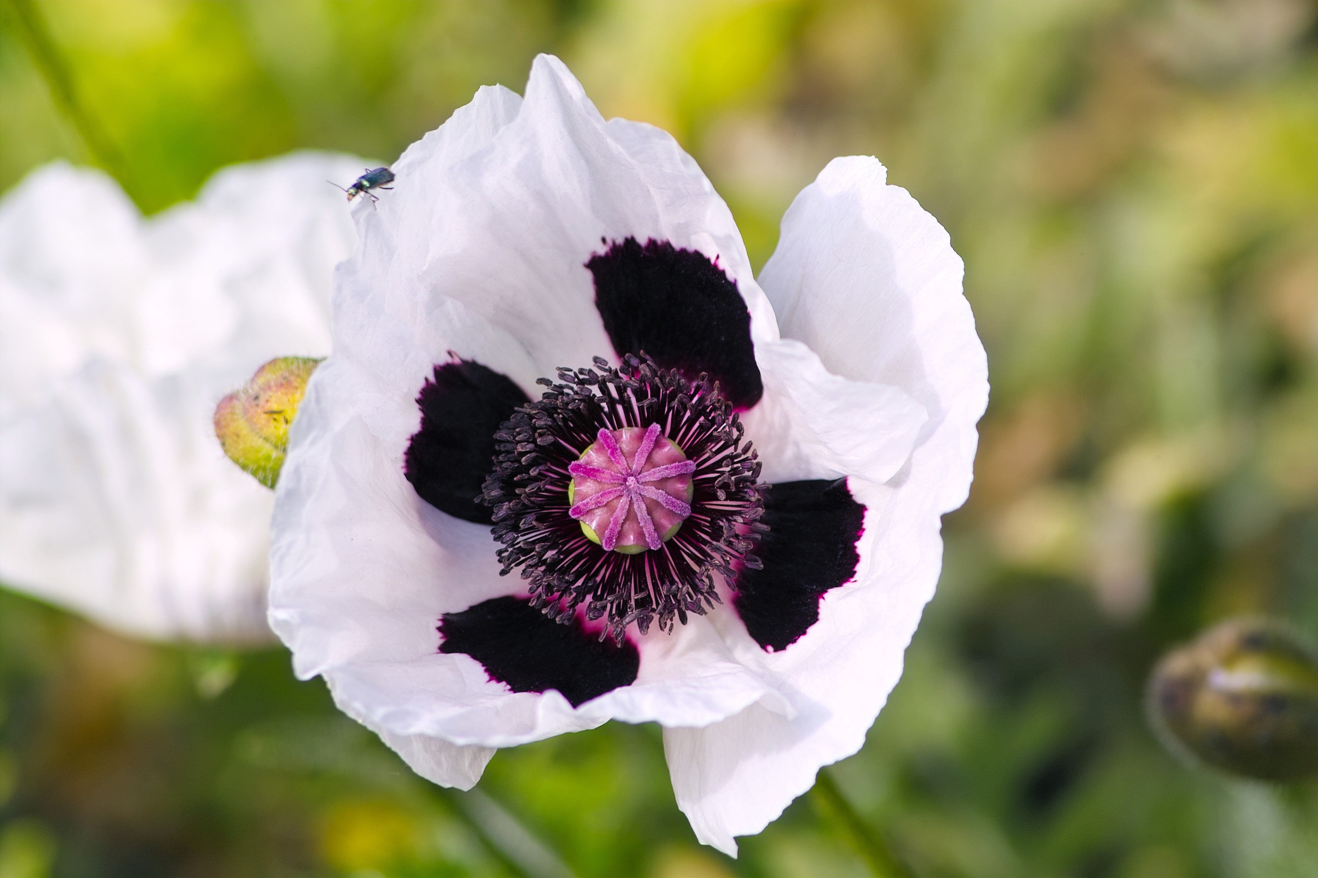 Seedville Oriental Poppy - Thumbnail 2