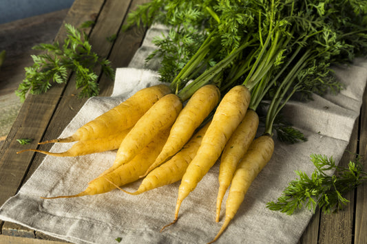 300 SOLAR YELLOW CARROT Daucus Carota Vegetable Seeds