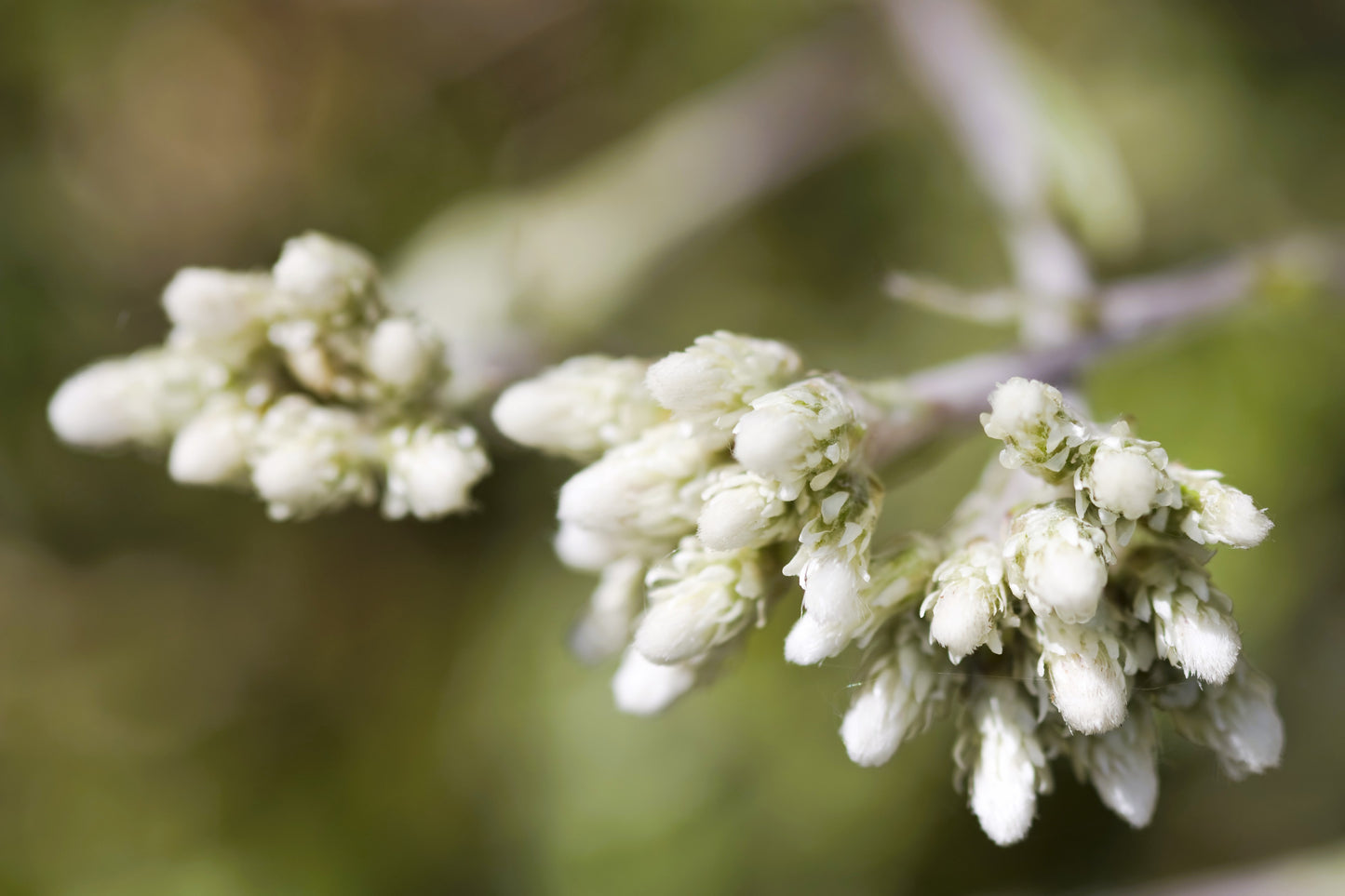 150 White PUSSYTOES Cats Paws Antennaria Flower Seeds