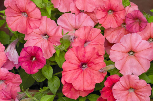 25 SALMON PETUNIA Grandiflora Flower Seeds