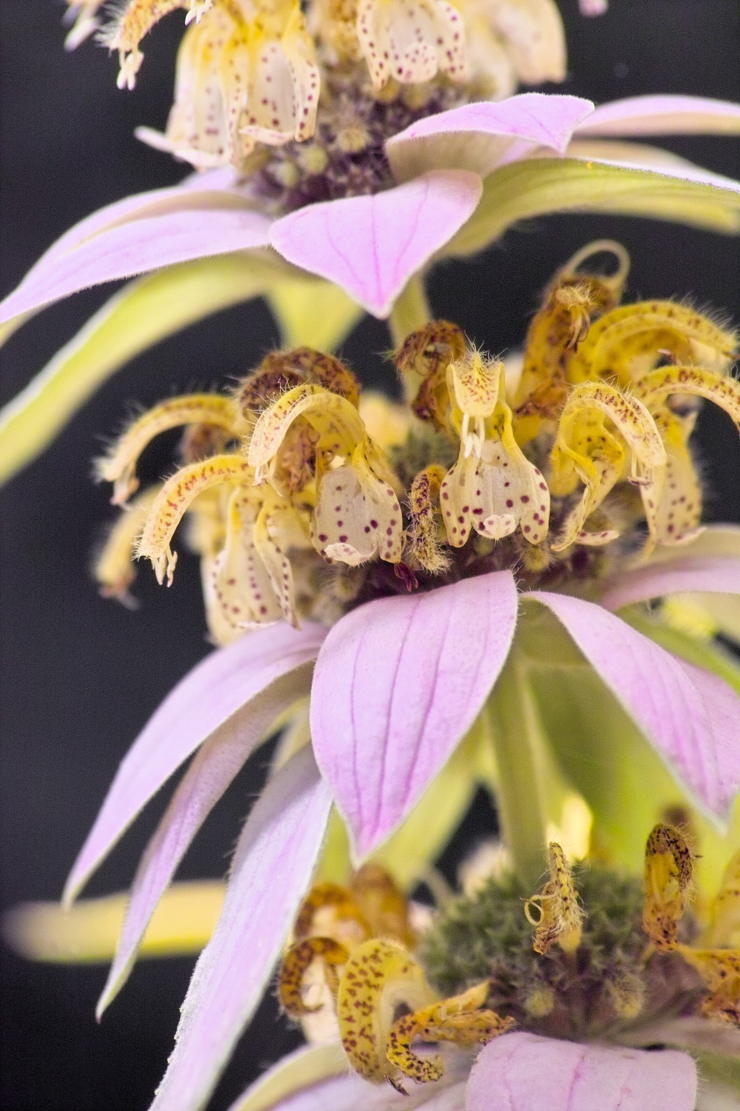 100 SPOTTED BEE BALM Monarda Punctata Flower Herb Horesemint Dotted Mint Seeds