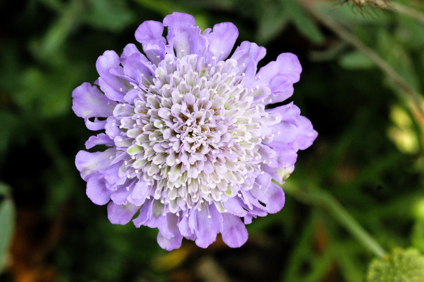 50 FINEST MIXED Colors SCABIOSA (Mourning Bride / Pin Cushion) Scabiosa Atropurpurea Flower Seeds