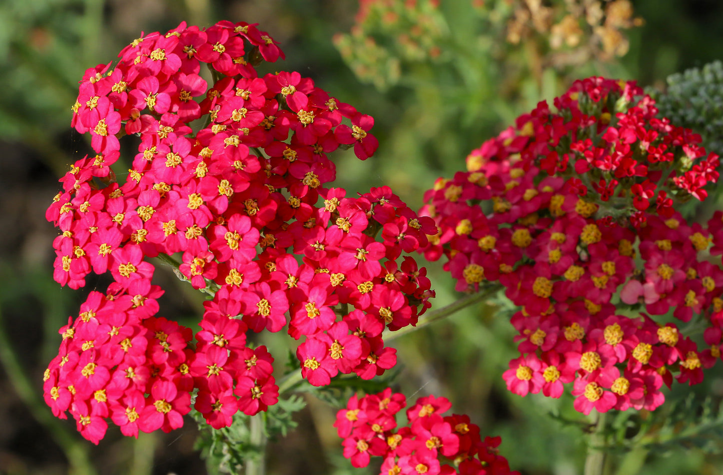 600 RED YARROW Achillea Millefolium Rubra Flower Seeds