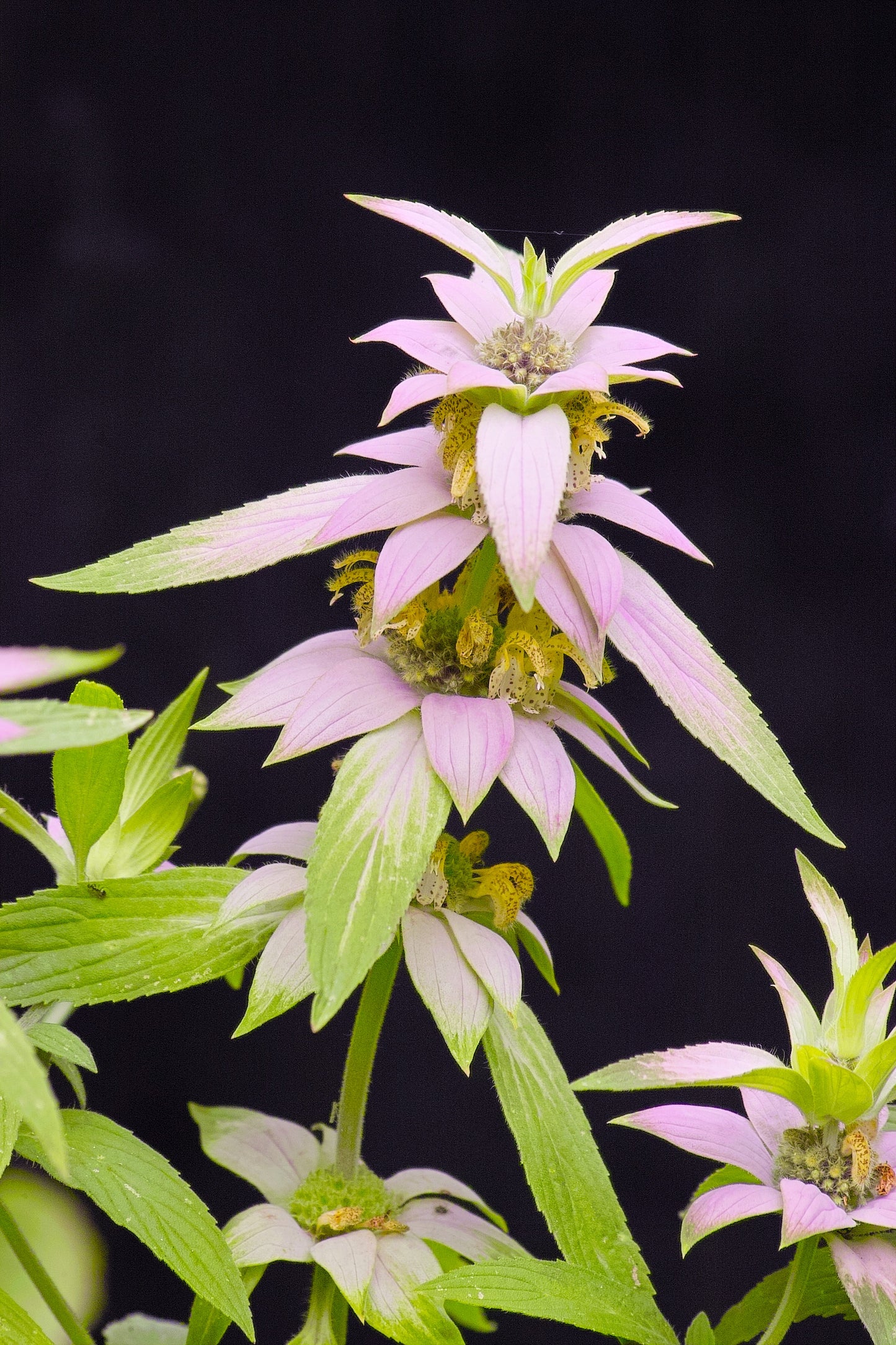 100 SPOTTED BEE BALM Monarda Punctata Flower Herb Horesemint Dotted Mint Seeds