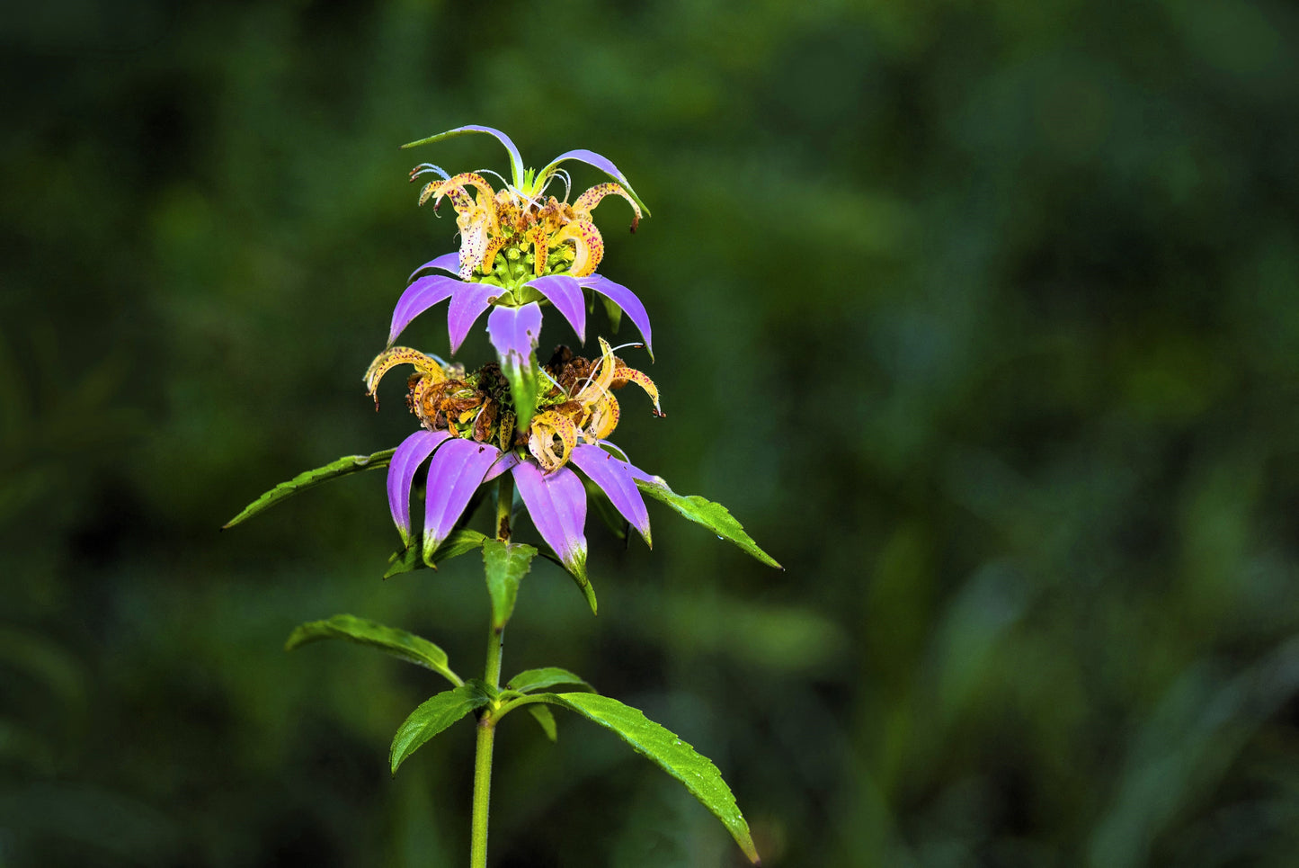 100 SPOTTED BEE BALM Monarda Punctata Flower Herb Horesemint Dotted Mint Seeds