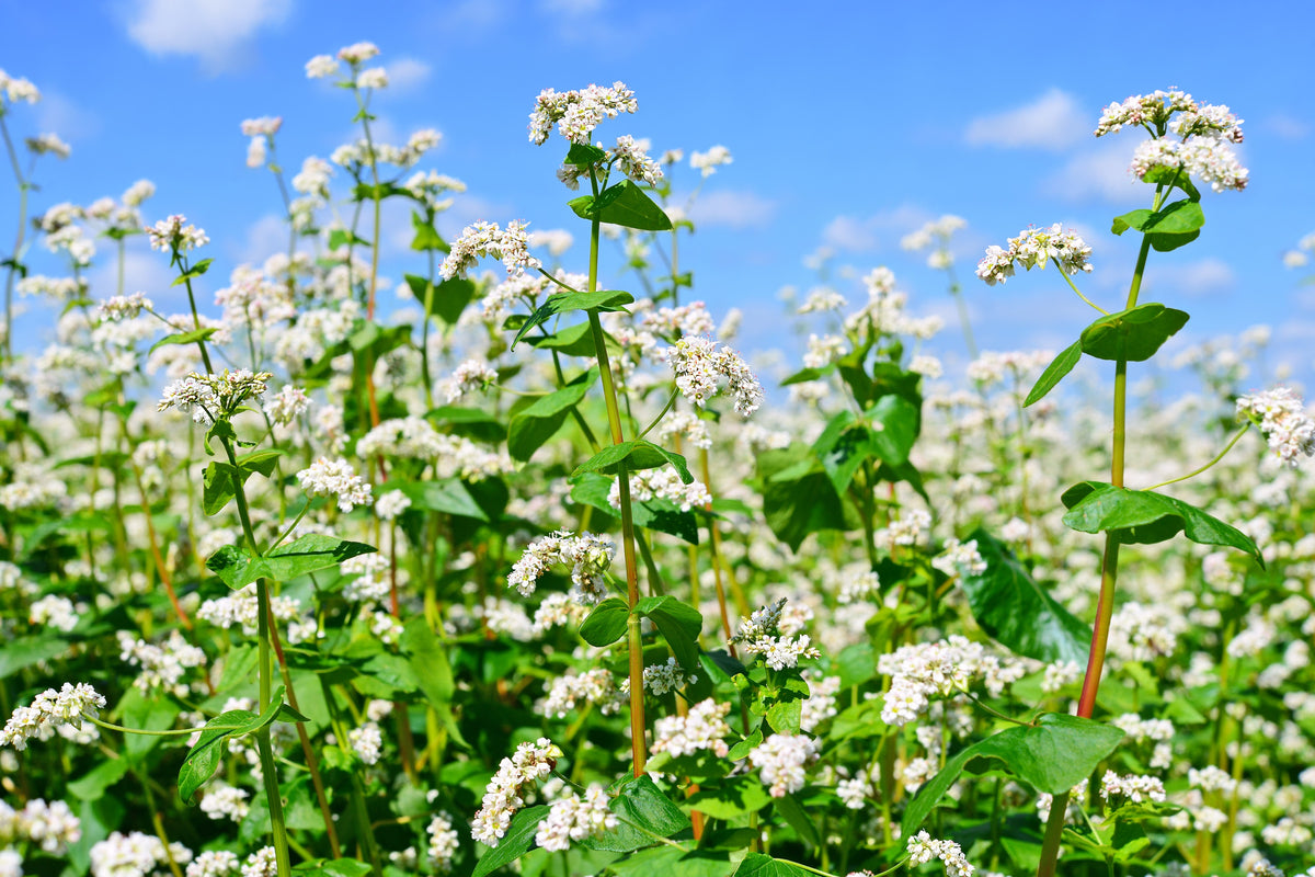 200 Organic BUCKWHEAT Fagopyrum Esculentum Grain Cover Crop Ground Cover Flower Vegetable Seeds