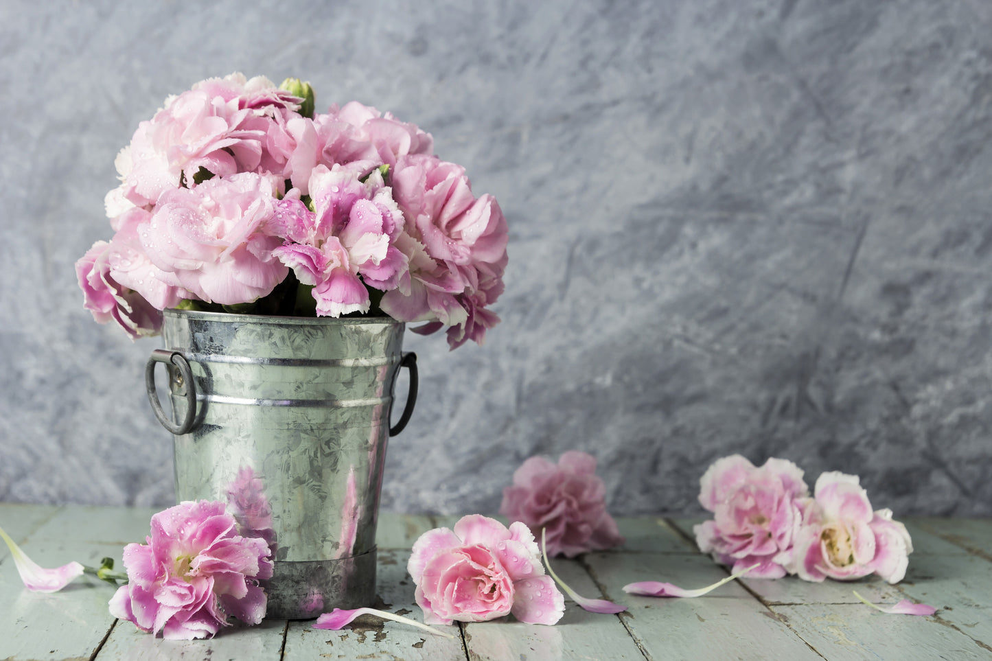 50 La France PINK CARNATION Dianthus Caryophyllus Chabaud Flower Seeds