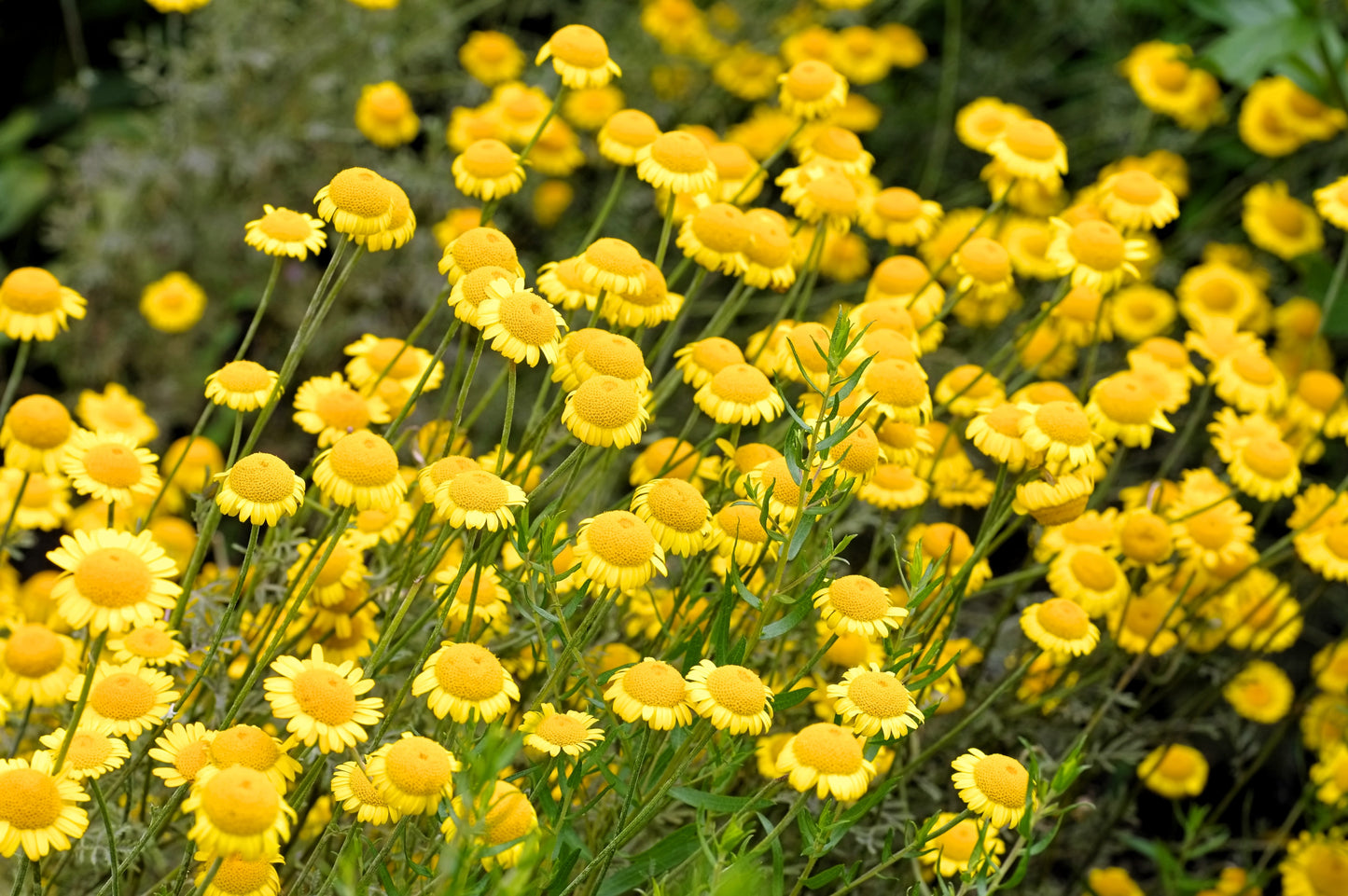 250 GOLDEN MARGUERITE DAISY Dyer's Yellow Chamomile Anthemis Tinctoria Kelwayi Cota Tinctoria  Paris Daisy Herb Flower Seeds