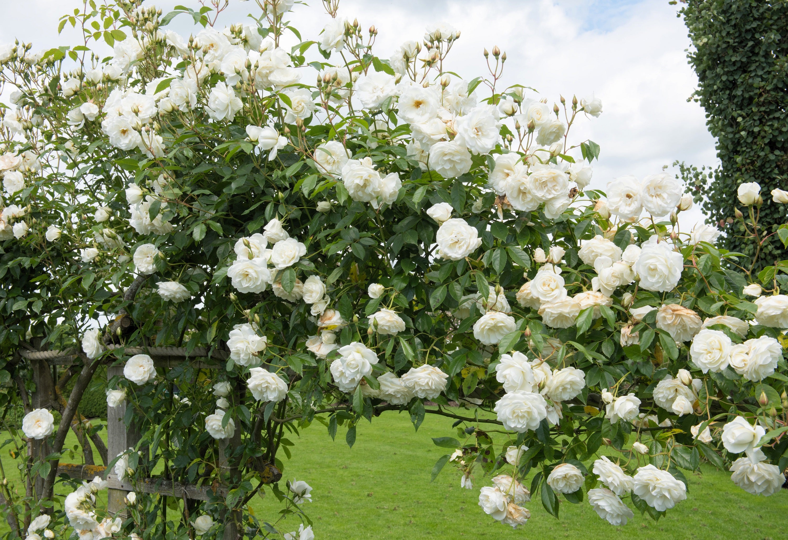5 WHITE CLIMBING ROSE Rosa Bush Vine Climber Fragrant Butterfly