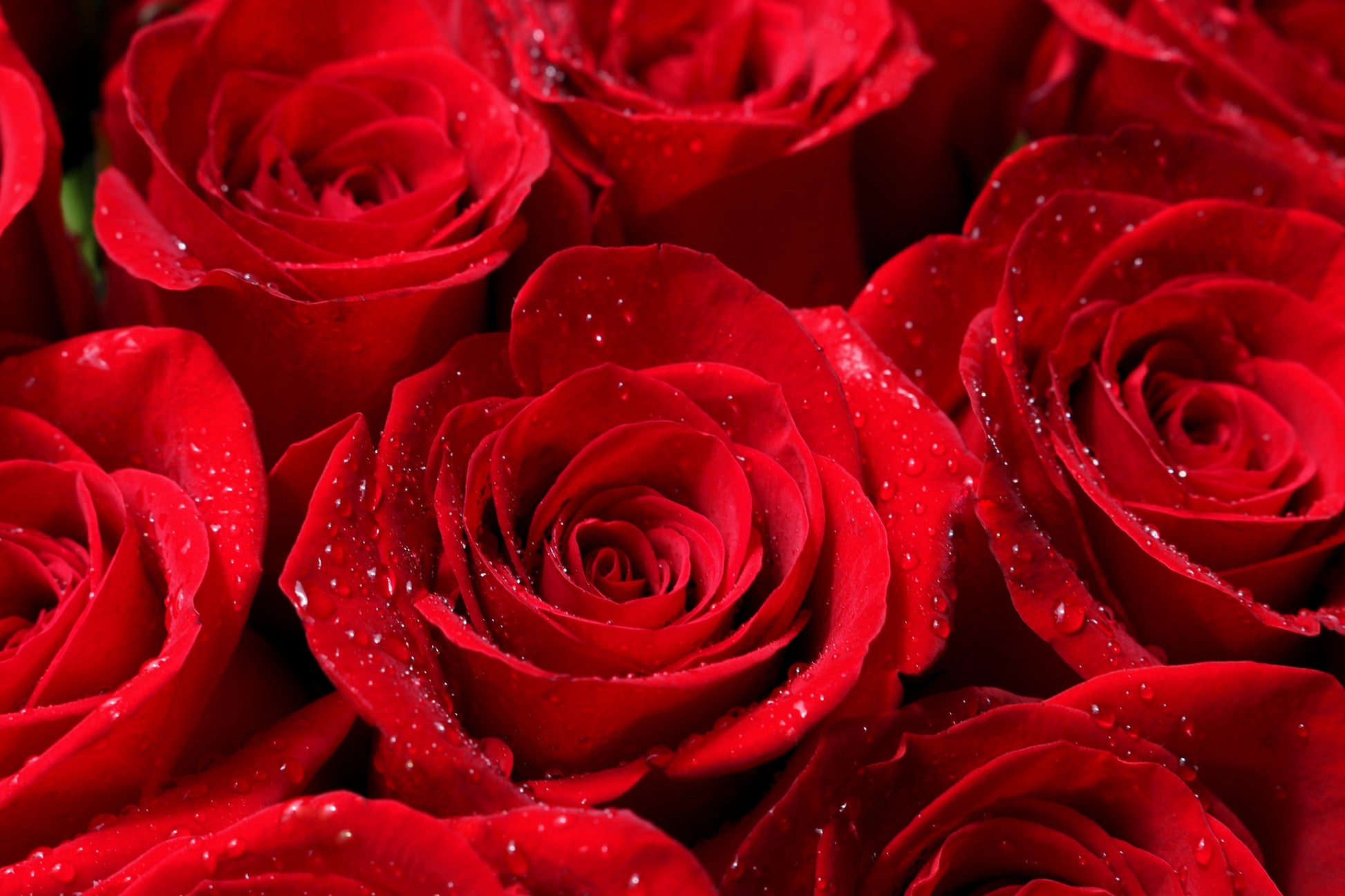 red rose seeds online 5 RED ROSE Rosa Bush Shrub Perennial Flower Seeds