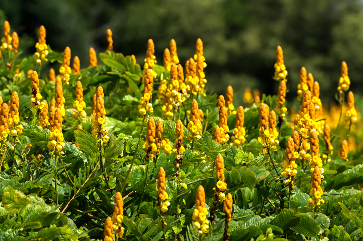 35 CANDLE BUSH Cassia Alata Senna Emperor's Candletree Empress Candlebush Candelabra Golden Ringworm Shrub Yellow Orange Flower Seeds