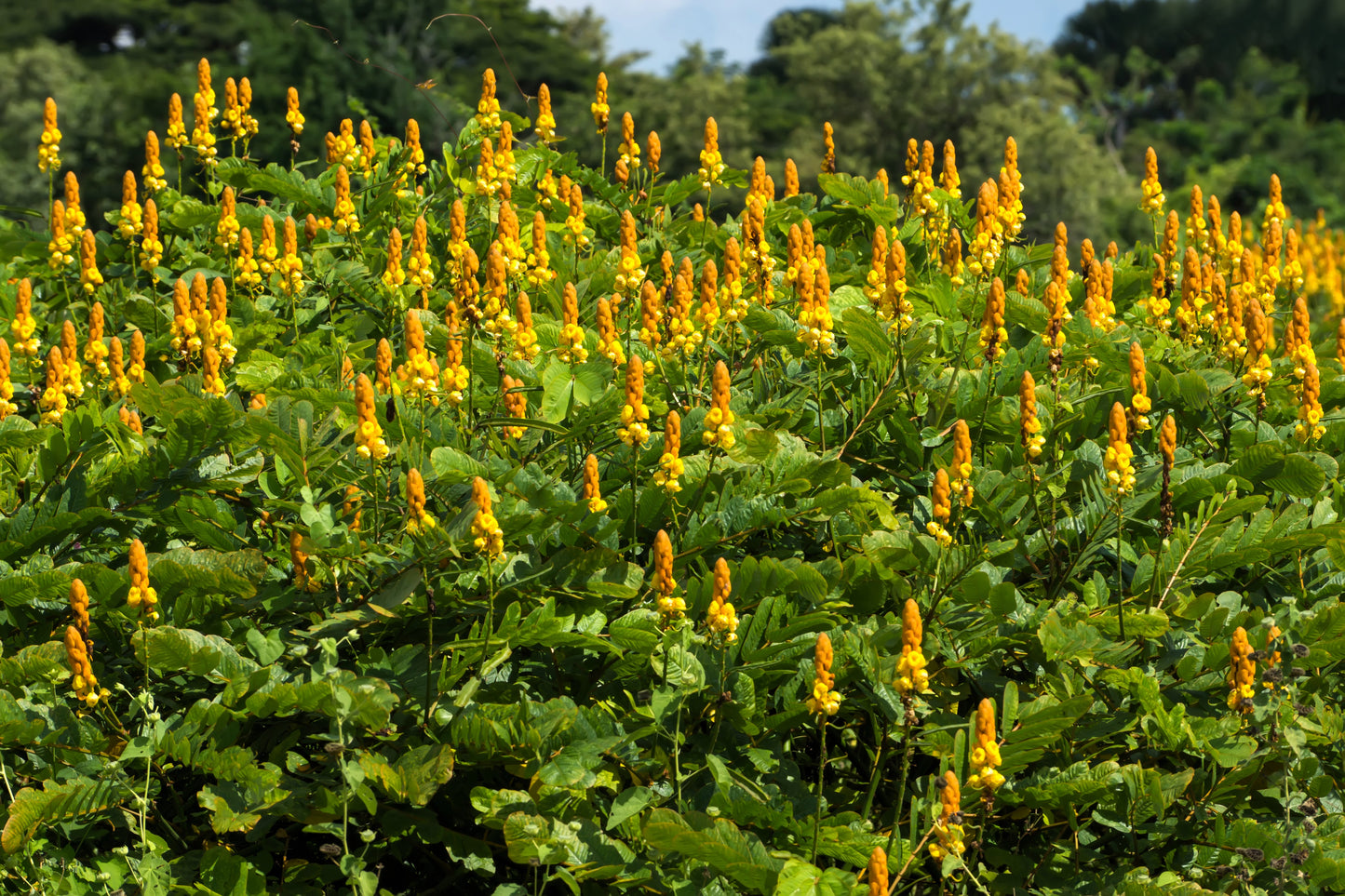 35 CANDLE BUSH Cassia Alata Senna Emperor's Candletree Empress Candlebush Candelabra Golden Ringworm Shrub Yellow Orange Flower Seeds