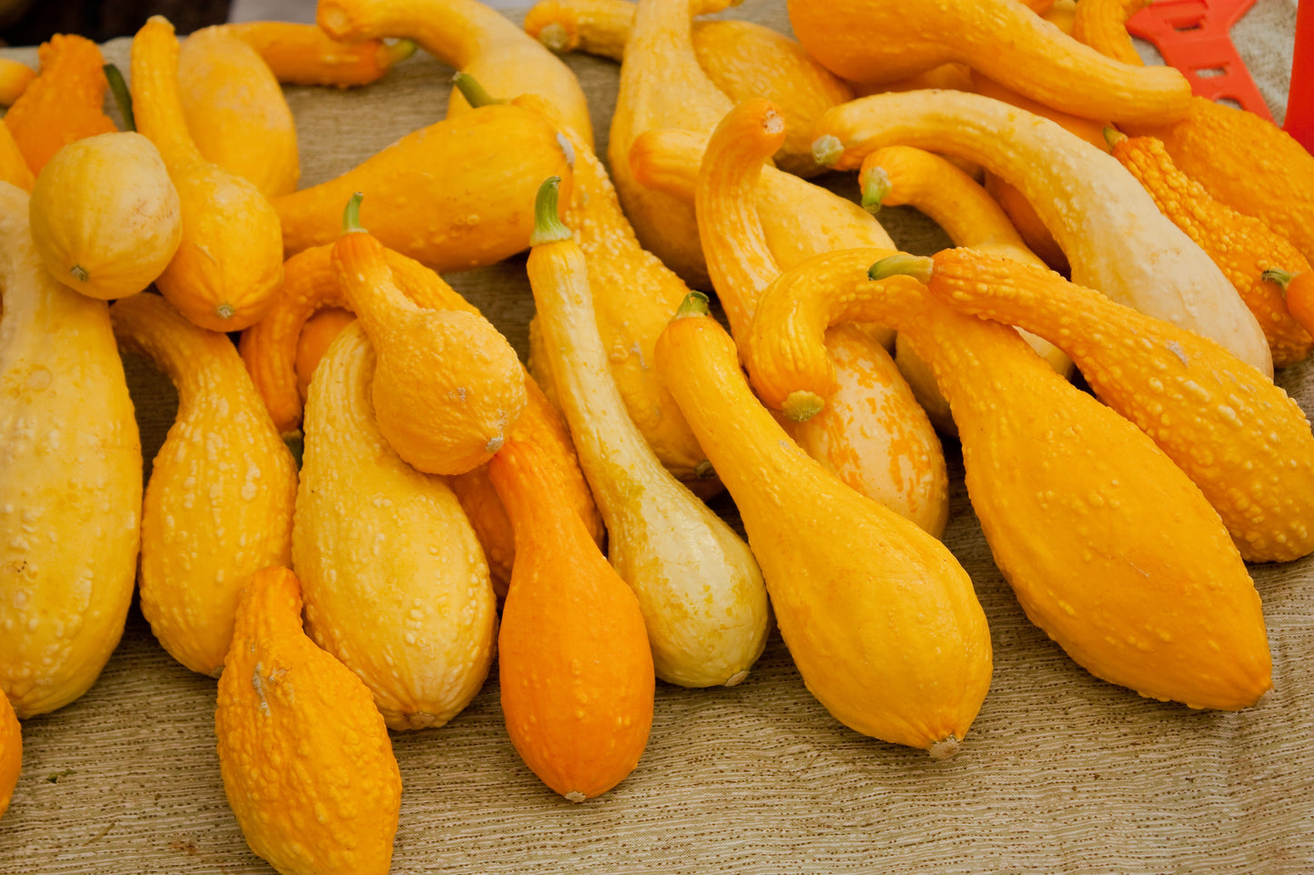 50 YELLOW CROOKNECK SQUASH Summer Cucurbita Pepo Crooked Neck Vegetable Seeds