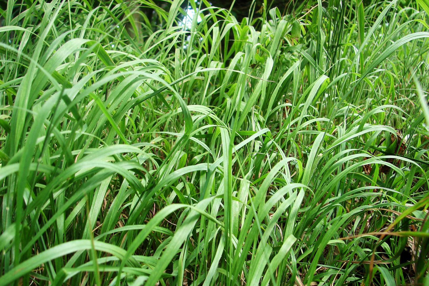 300 Ornamental BIG BLUESTEM GRASS Beardgrass Andropogon Gerardii Seeds