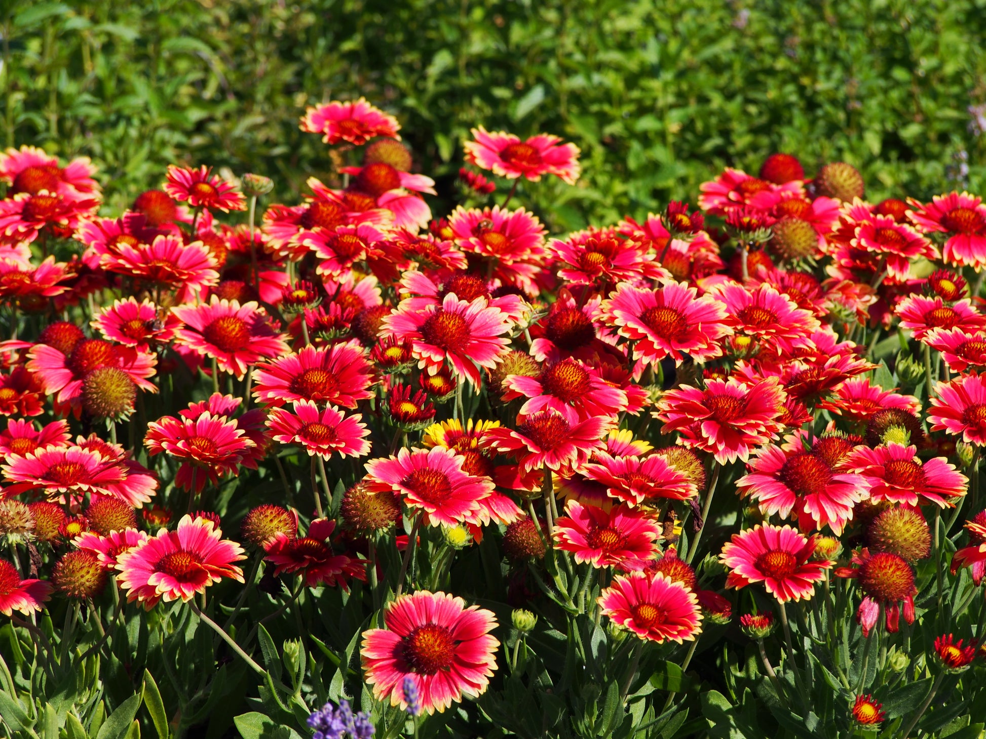 planting indian blanket seeds 50 BURGUNDY GAILLARDIA Red Indian Blanket Flower Seeds