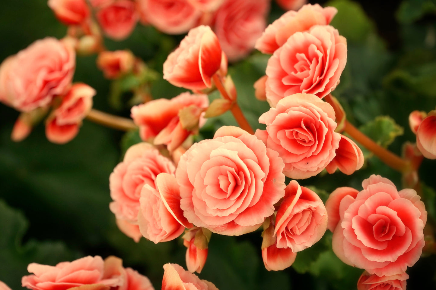 10 SALMON DOUBLE BEGONIA Tuberosa Tuberous Begonia Pink Shade Flower Seeds