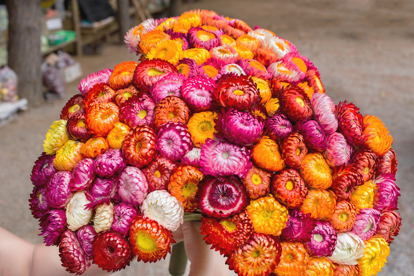 100 TALL Double MIXED Colors STRAWFLOWER Xerochrysum Bracteatum Helichrysum Monstrosum Flower Seeds
