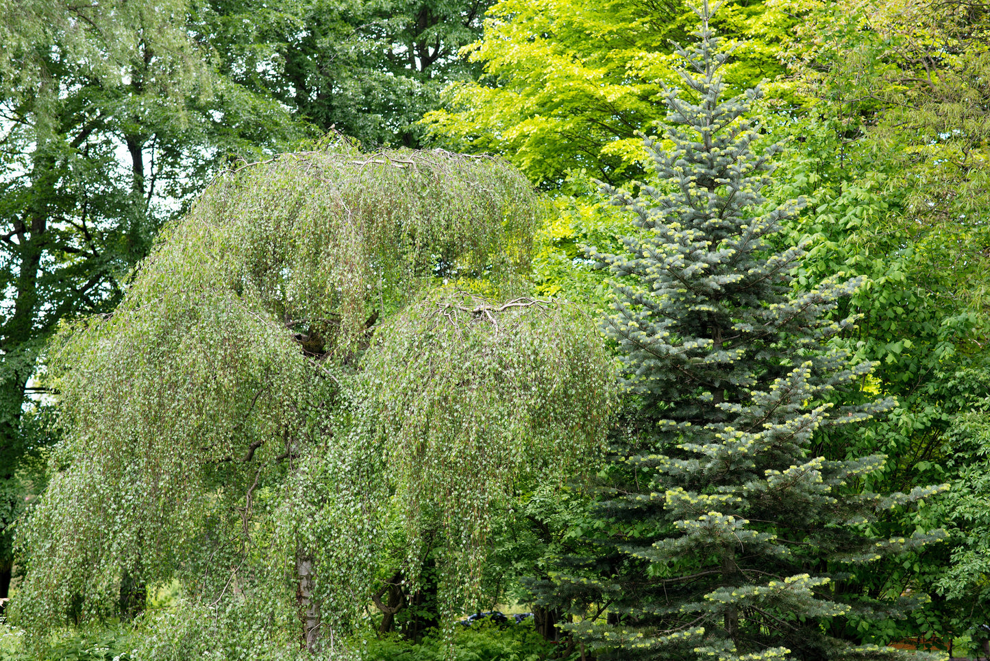 50 SILVER WEEPING BIRCH Tree White European Betula Pendula Alba Seeds